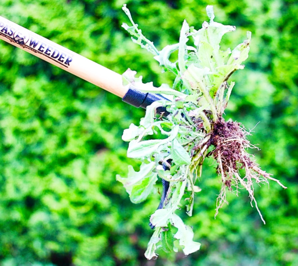 🇱🇷 Grampa's Weeder- The Original Stand Up Long Handle 4-Claw Steel Weed Puller - Image 4