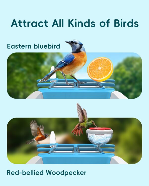 Dovbird Smart Bird Feeder with Camera– AI Recognition, 2K HD Video & Solar Power - Image 5