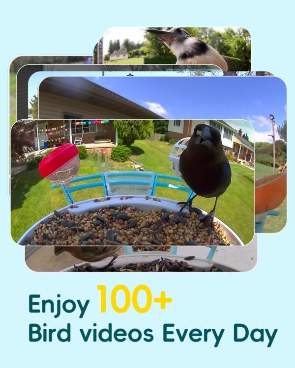 Dovbird Smart Bird Feeder with Camera– AI Recognition, 2K HD Video & Solar Power - Image 6